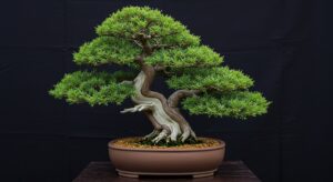盆栽の美しさとは？初心者でもわかる魅力と楽しみ｜縮景の美学『BONSAI』-0